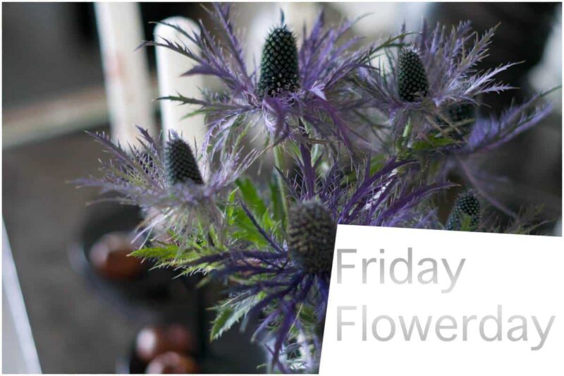 Friday-Flowerday | Lila Blumen..