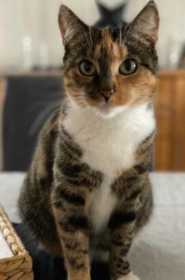 Frieda-einfachelke.de