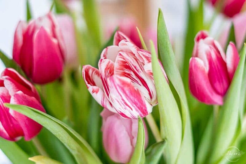 Friday-Flowerday ganz in Pink