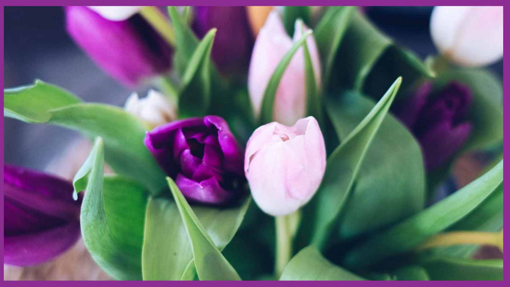 Tulpen-elkevoss.de