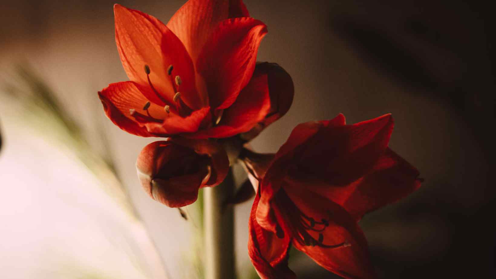 Friday-Flowerday-einfachelke.de