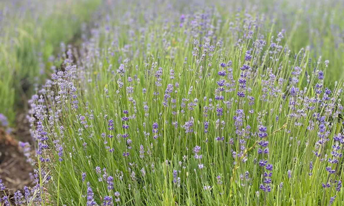 Lavendel-einfachelke.de