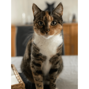 Frieda-einfachelke.de