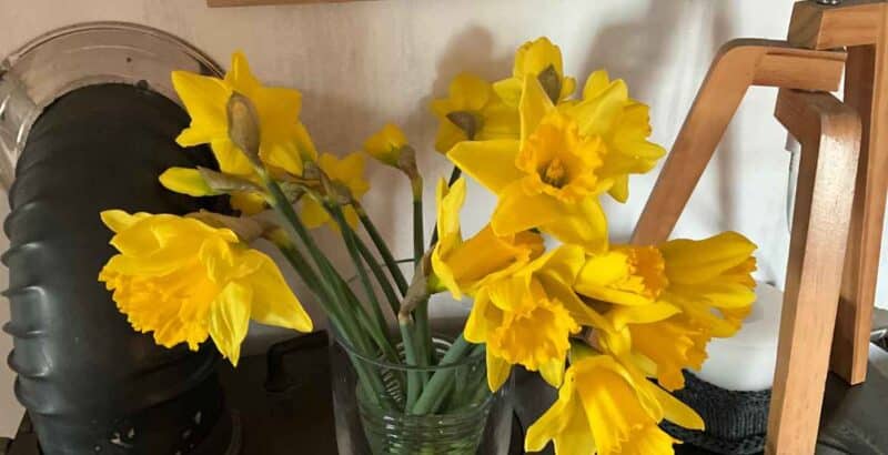 Friday-Flowerday | Mit Narzissen dabei