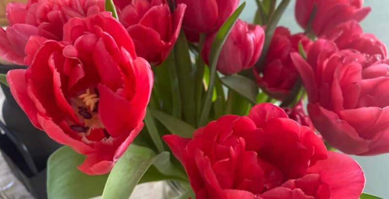 Friday Flowerday | gefüllte Tulpen vom Markt