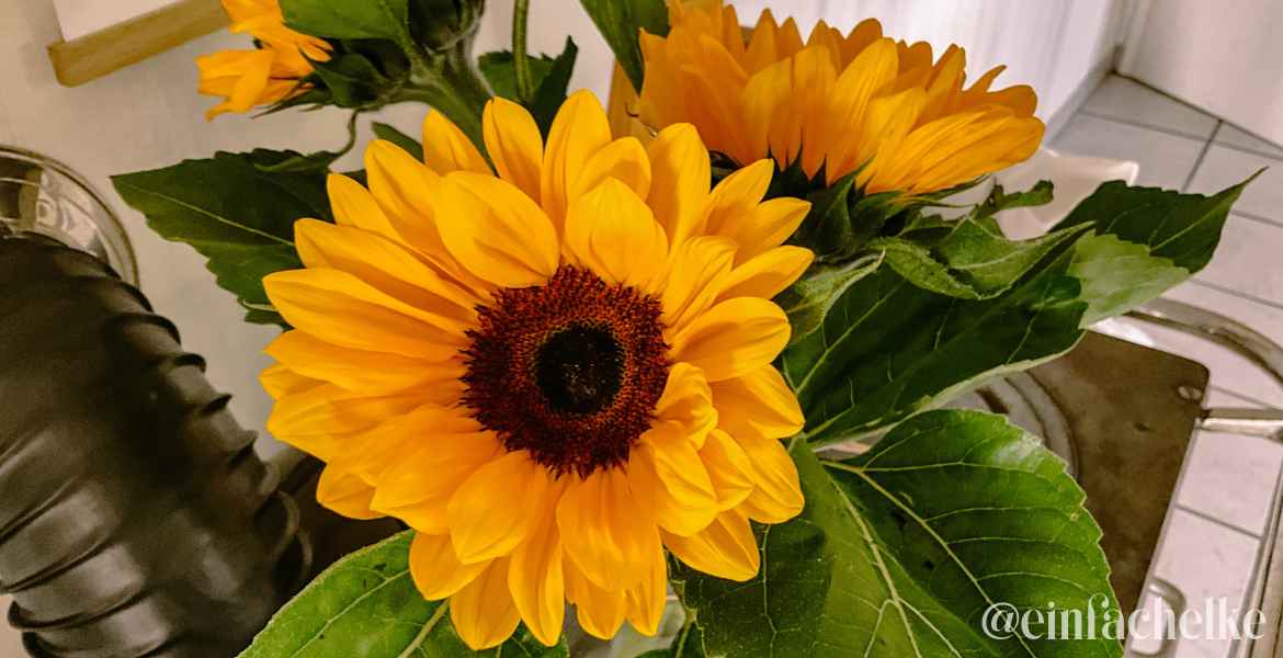 Sonnenblumen-einfachelke.de