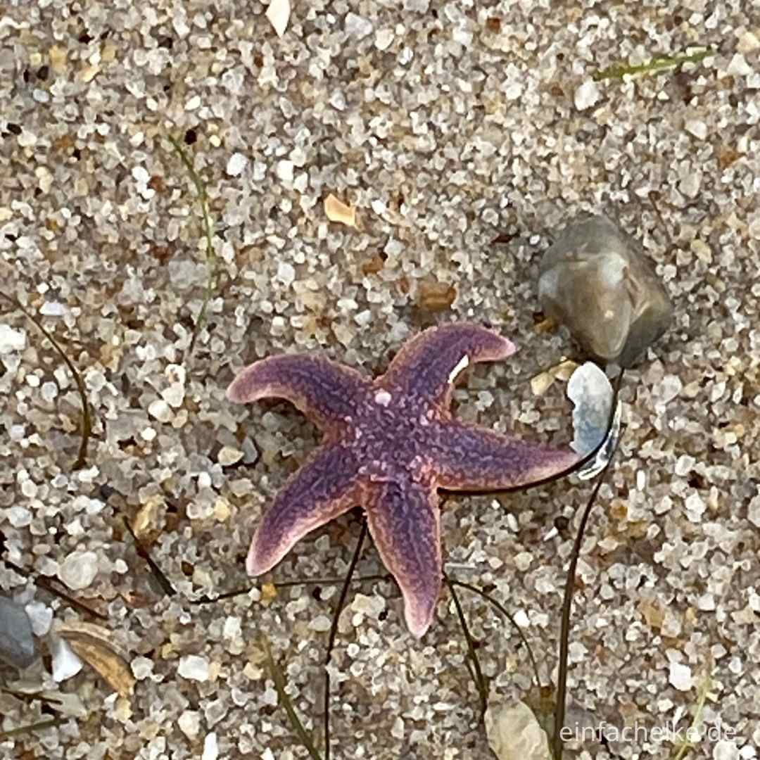 On Tour-Sylt da sind wir wieder