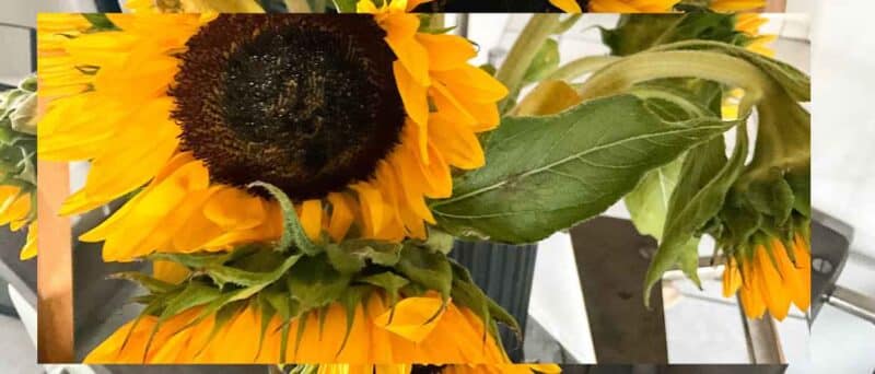 Happ Friday mit Sonnenblumen