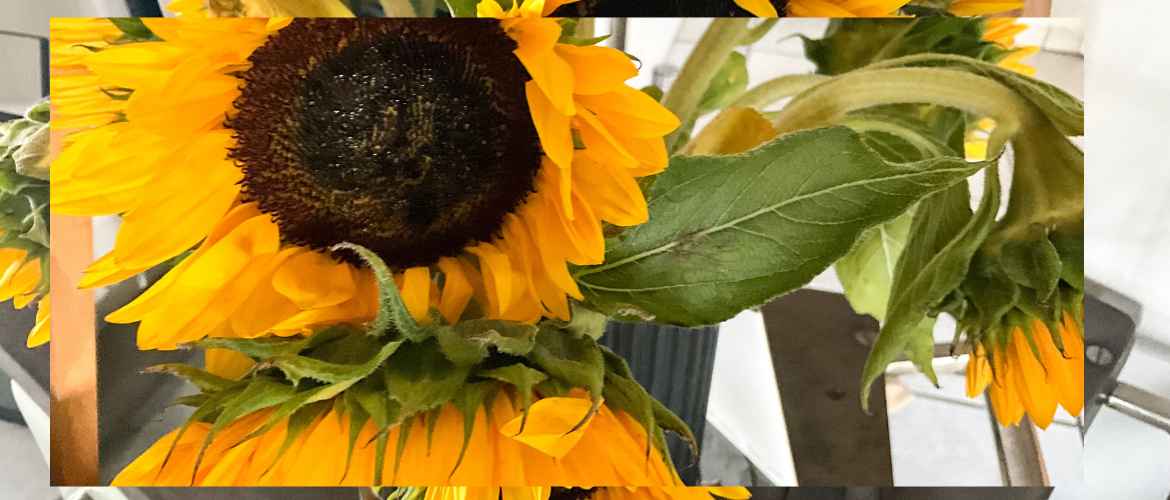 Sonnenblumen