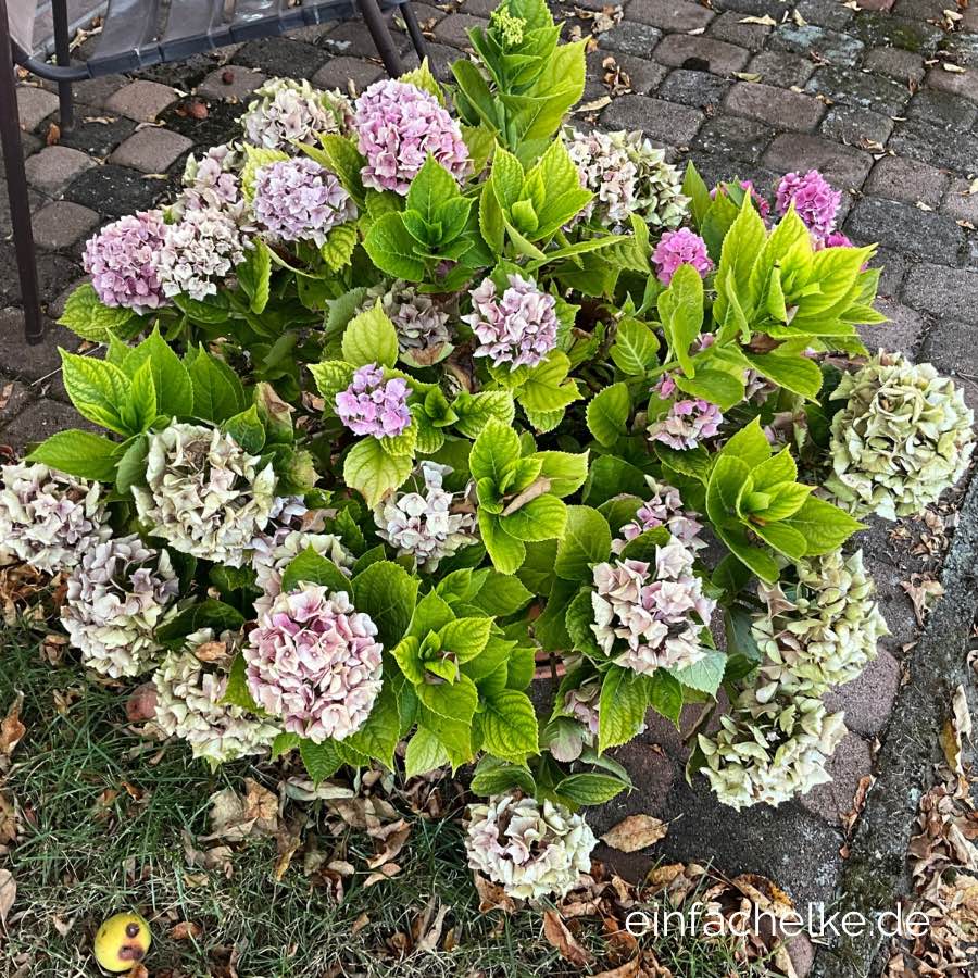 Hortensie