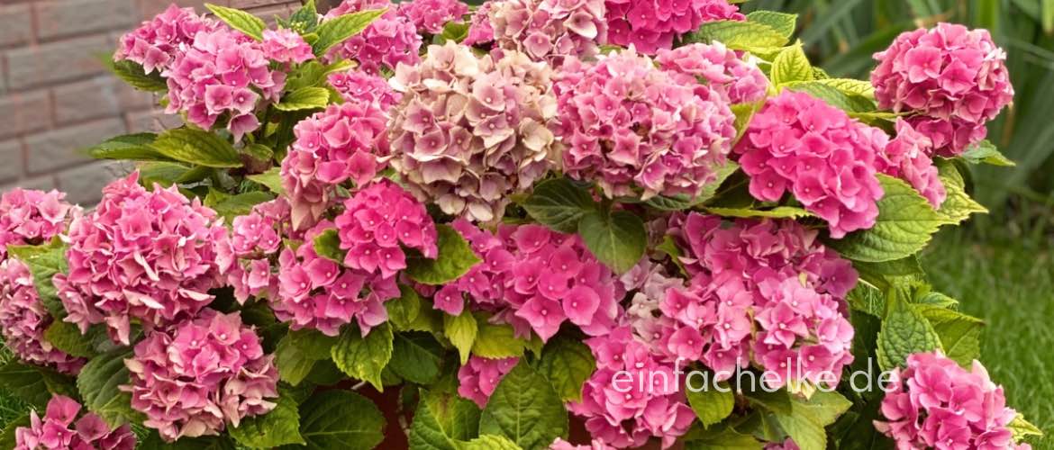 Friday Flowerday ohne Blumen in der Vase