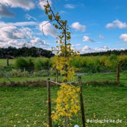 Garten Up Date