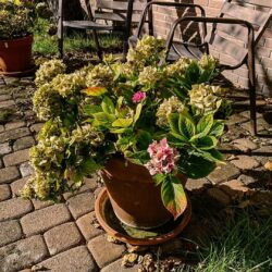 Garten Up Date