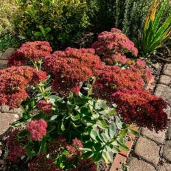 Garten Up Date
